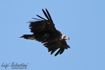 Vulture, black (eurasian)