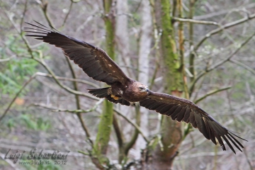 Eagle, lesser spotted