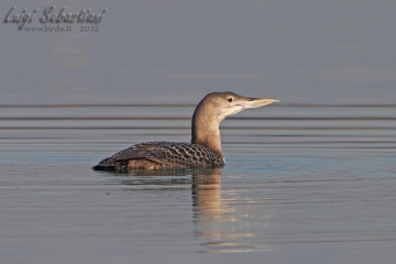 Loon, yellow-billed