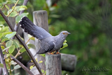 Cuckoo (common)