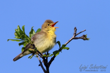 Warbler, melodious