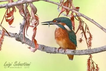 Kingfisher (common)