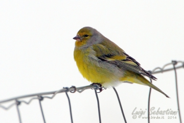 Citril finch