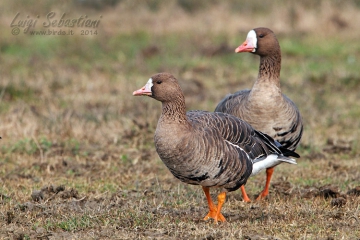 Goose, greater white-fronted 