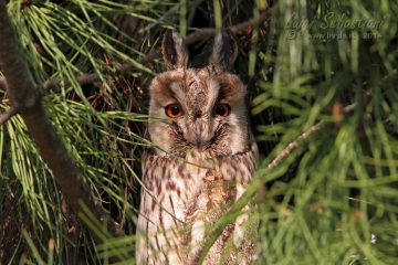 Owl, long-eared