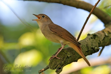Nightingale (common)