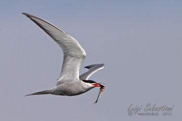 Tern (common)