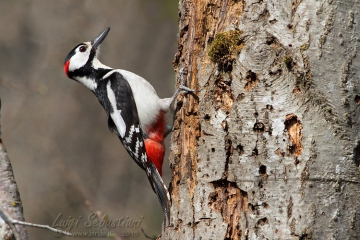 Woodpecker, great spotted