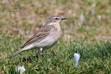 Pipit, water