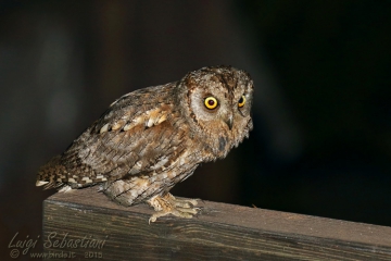 Owl, (eurasian) scops