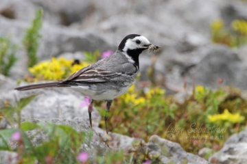 Wagtail, white