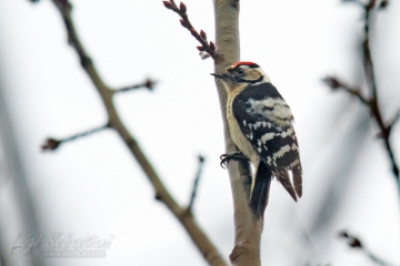 Woodpecker, lesser spotted
