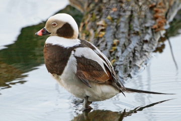 Duck, long-tailed