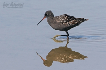 Redshank, spotted