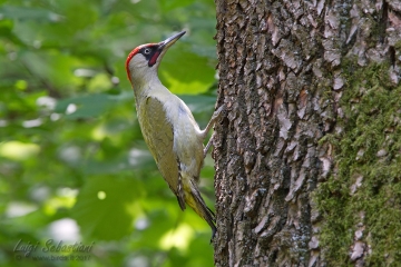 Woodpecker, green
