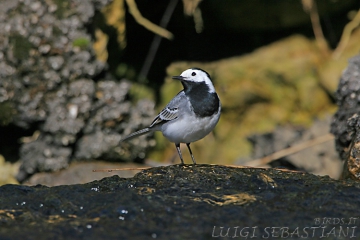 Wagtail, white