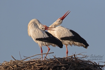 Stork, white
