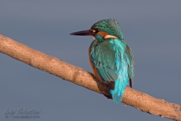 Kingfisher (common)