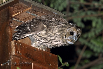 Owl, tawny