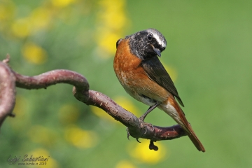 Redstart (common)
