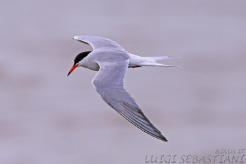 Tern (common)