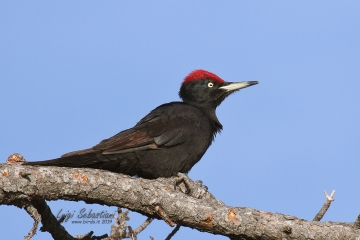 Woodpecker, black
