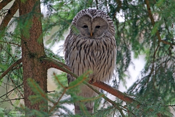 Owl, ural 