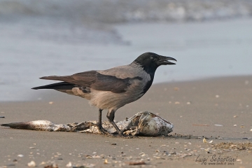 Crow, hooded