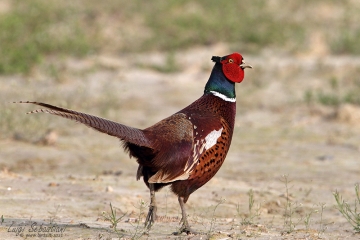 Pheasant (common)