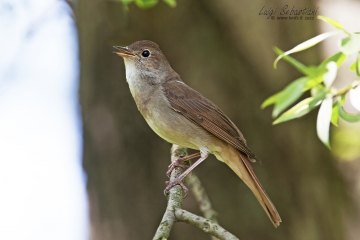 Nightingale (common)