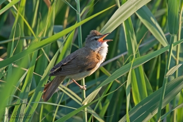 Warbler, great reed