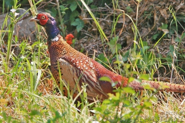 Pheasant (common)