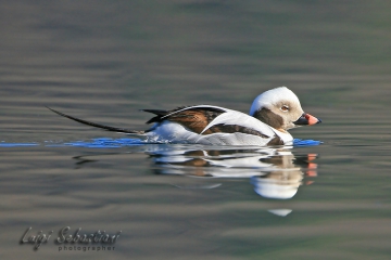 Duck, long-tailed