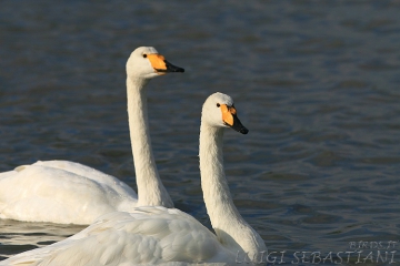 Swan, whooper