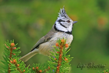 Tit, crested