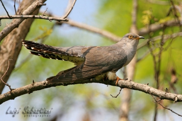 Cuckoo (common)
