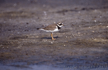 Plover, (common) ringed