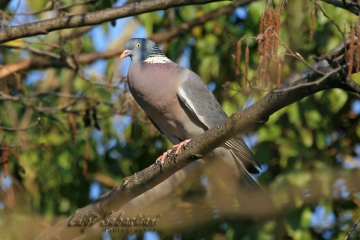 Pigeon, (common) wood