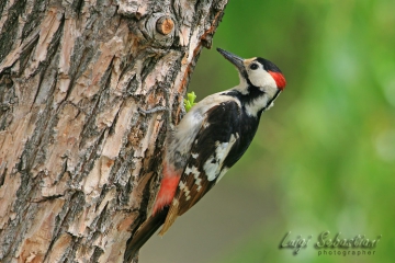 Woodpecker, syrian
