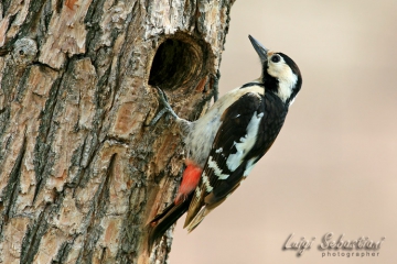 Woodpecker, syrian