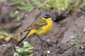 Wagtail, blue-headed 