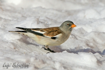 Snowfinch