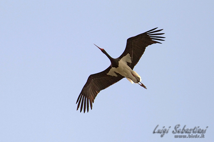 Stork, black