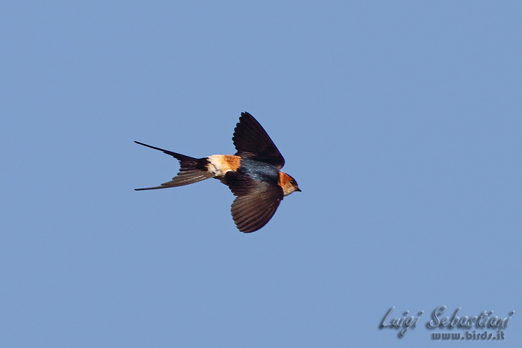 Swallow, red-rumped