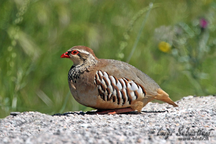Partridge, red-legged