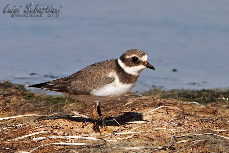 Plover, (common) ringed