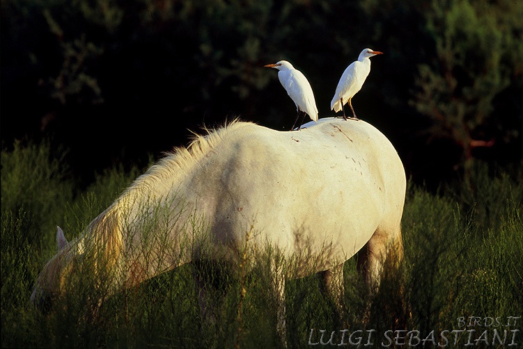 Egret, cattle