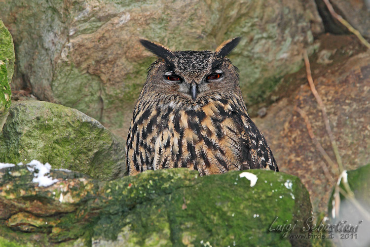 Owl, (eurasian) eagle