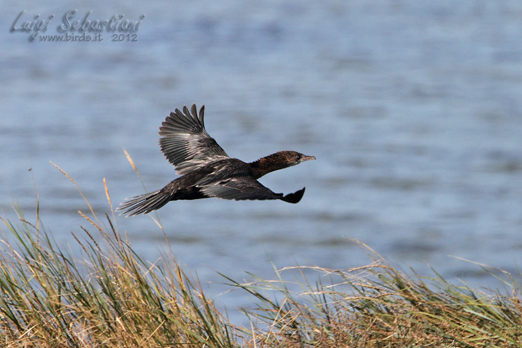 Cormorant, pygmy