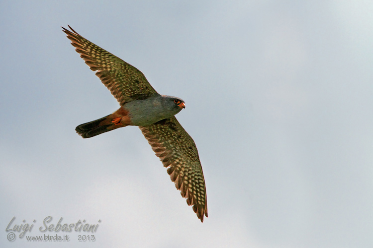 Falcon, red-footed